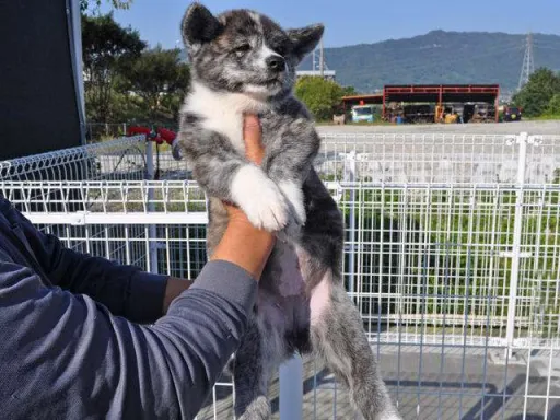 秋田犬のサムネイル画像3