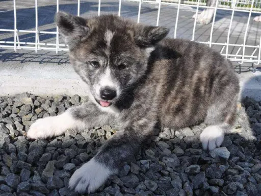 秋田犬のサムネイル画像4