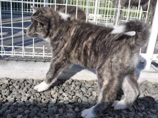 秋田犬のサムネイル画像6