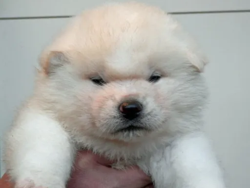 秋田犬のサムネイル画像1