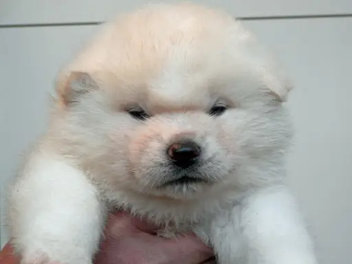 秋田犬の子犬販売