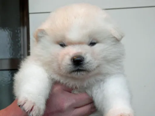 秋田犬のサムネイル画像2