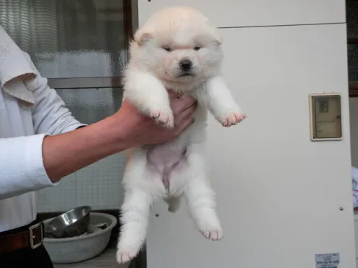 秋田犬のサムネイル画像3