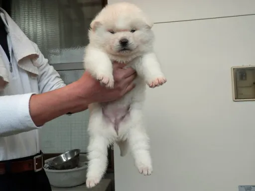 秋田犬のサムネイル画像4