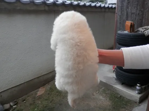 秋田犬のサムネイル画像5