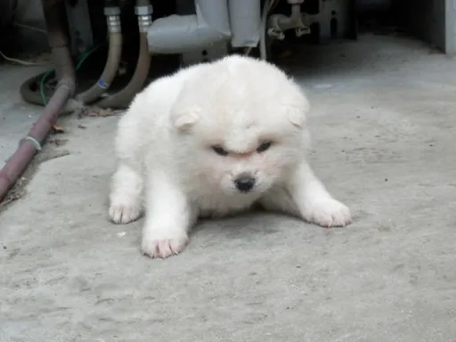 秋田犬のサムネイル画像6