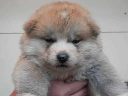 秋田犬のサムネイル画像1