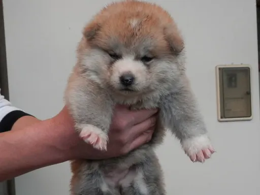 秋田犬のサムネイル画像2