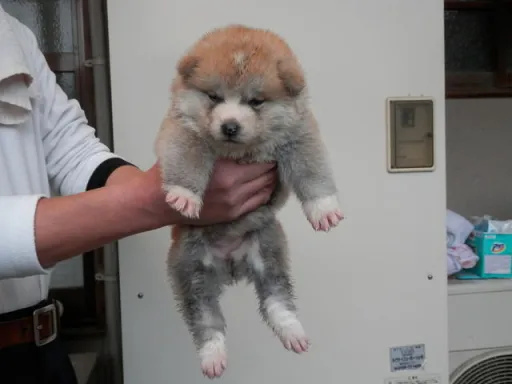 秋田犬のサムネイル画像3