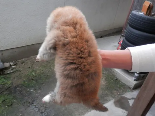 秋田犬のサムネイル画像4