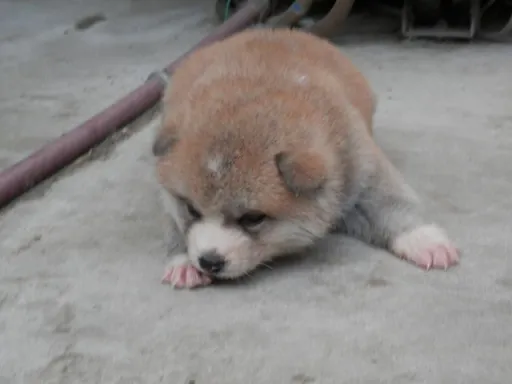 秋田犬のサムネイル画像5