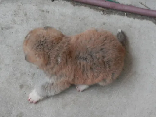 秋田犬のサムネイル画像6