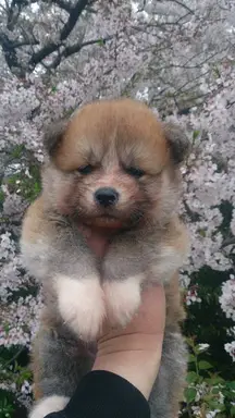 秋田犬の子犬販売