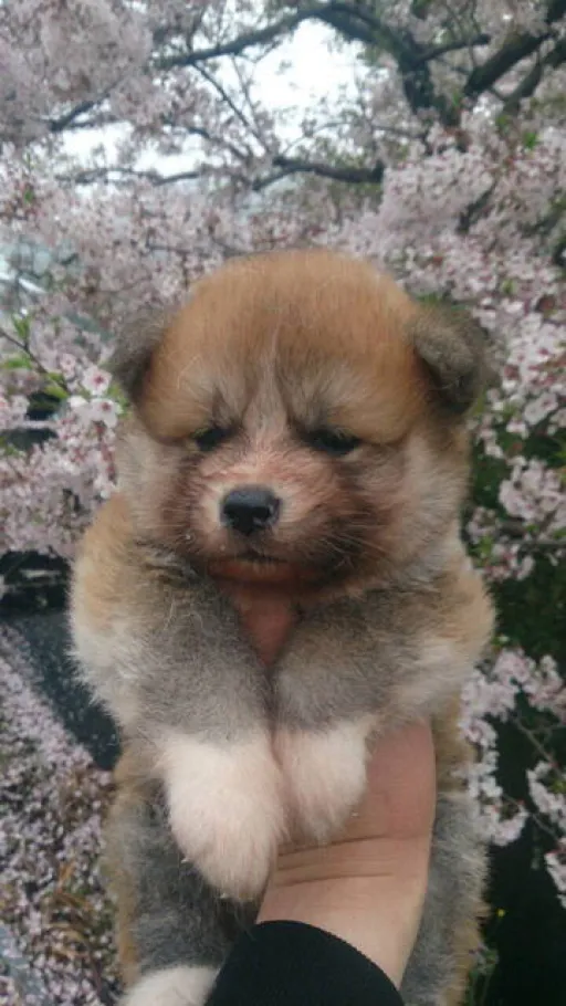 秋田犬のサムネイル画像2