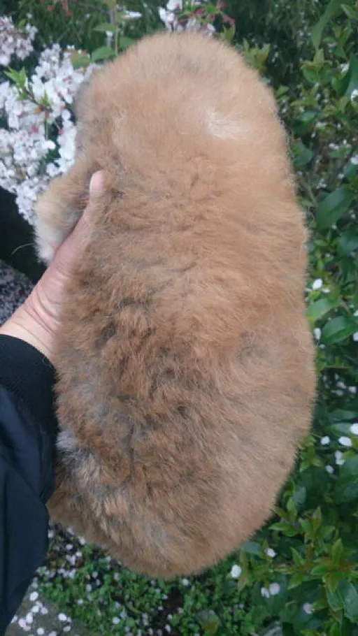 秋田犬のサムネイル画像3