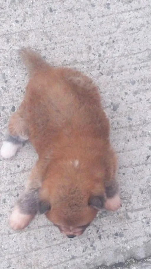 秋田犬のサムネイル画像4