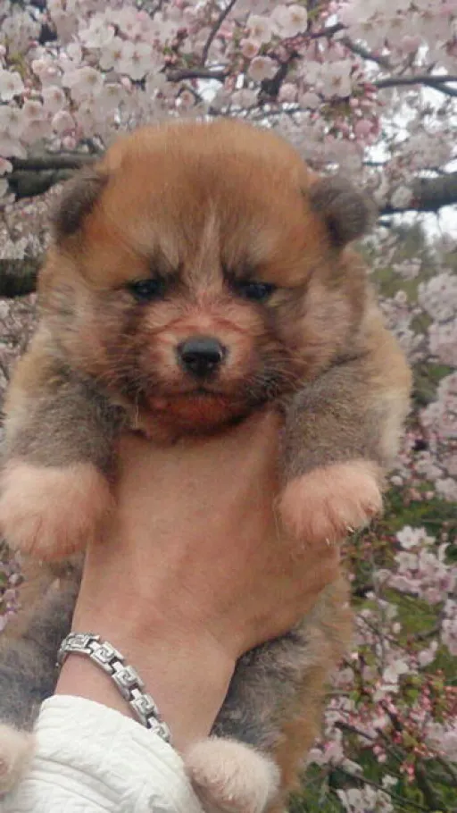 秋田犬のサムネイル画像6