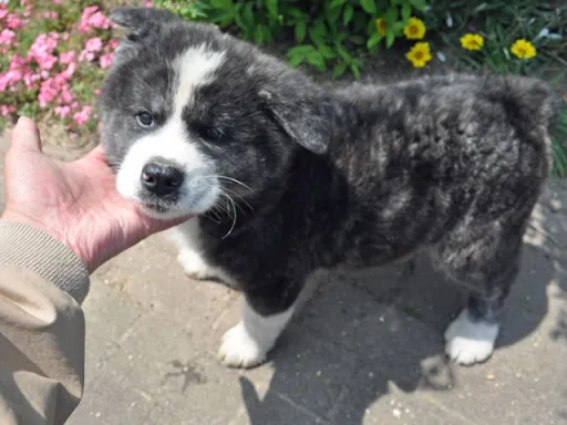 秋田犬のサムネイル画像2