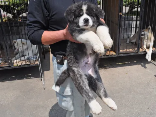 秋田犬のサムネイル画像3