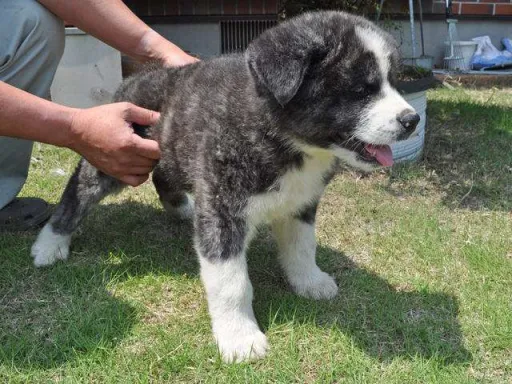 秋田犬のサムネイル画像4