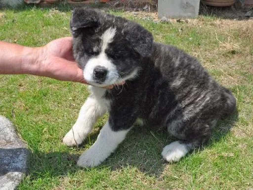 秋田犬のサムネイル画像5