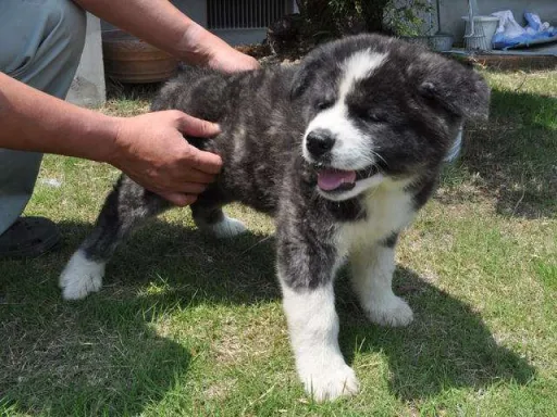 秋田犬のサムネイル画像6