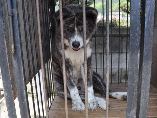 秋田犬のサムネイル画像7