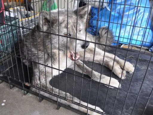 秋田犬のサムネイル画像8