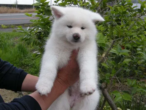 秋田犬のサムネイル画像2