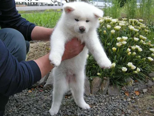 秋田犬のサムネイル画像3