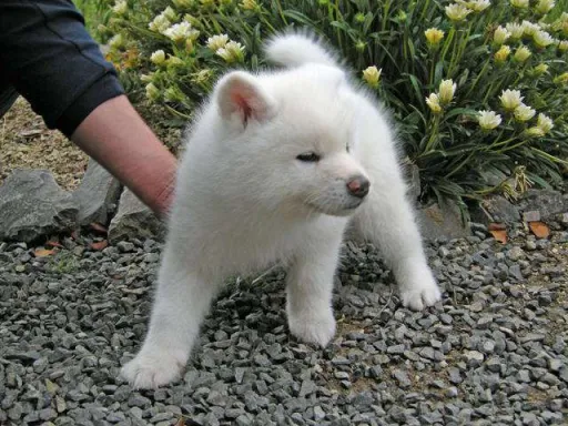 秋田犬のサムネイル画像5