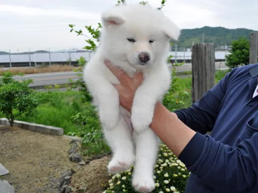 秋田犬のサムネイル画像6