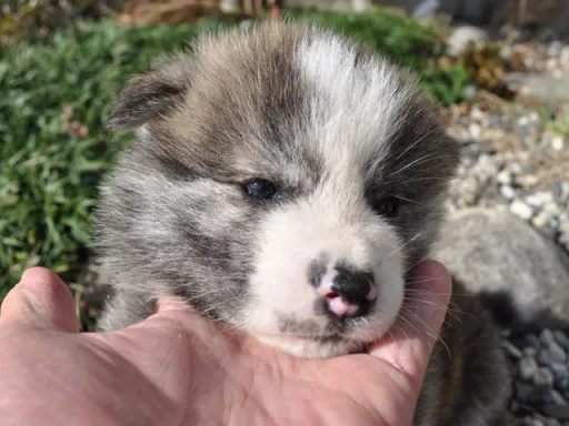 秋田犬のサムネイル画像2