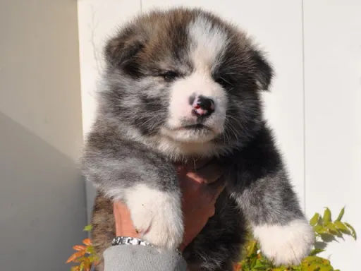 秋田犬のサムネイル画像3