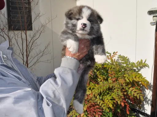 秋田犬のサムネイル画像4