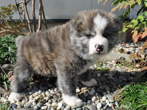 秋田犬のサムネイル画像5