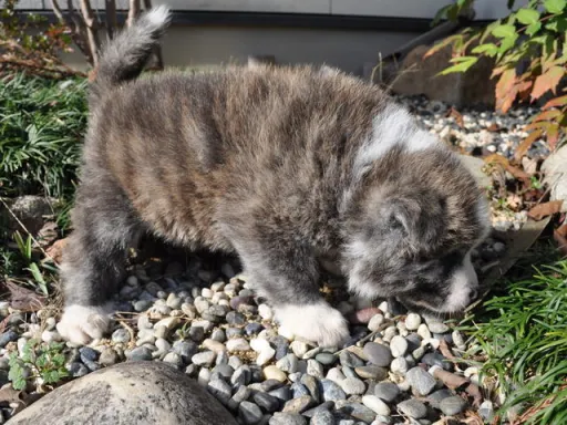 秋田犬のサムネイル画像6