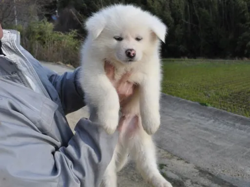 秋田犬のサムネイル画像2