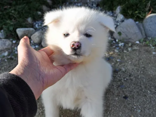 秋田犬のサムネイル画像3