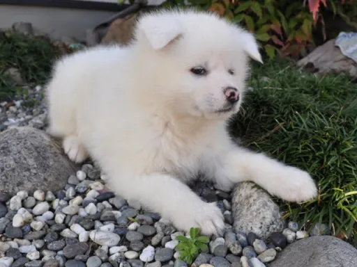 秋田犬のサムネイル画像4