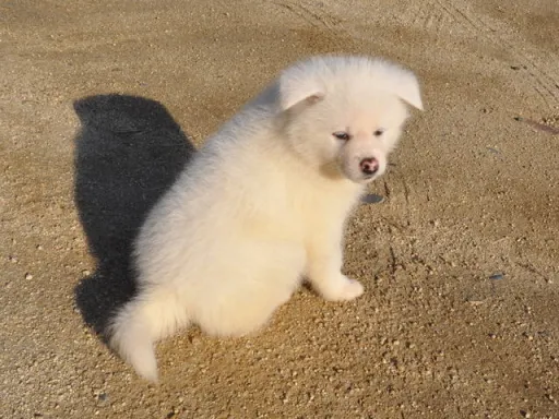 秋田犬のサムネイル画像5