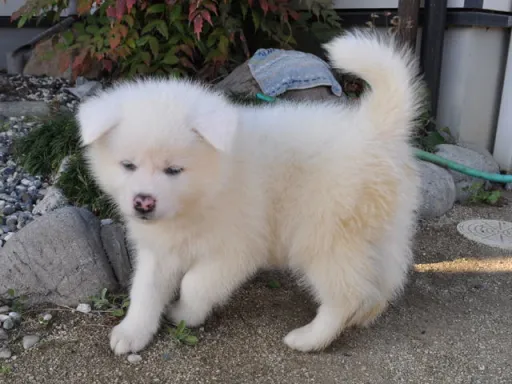 秋田犬のサムネイル画像6