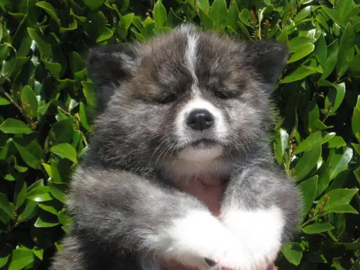 秋田犬の子犬販売