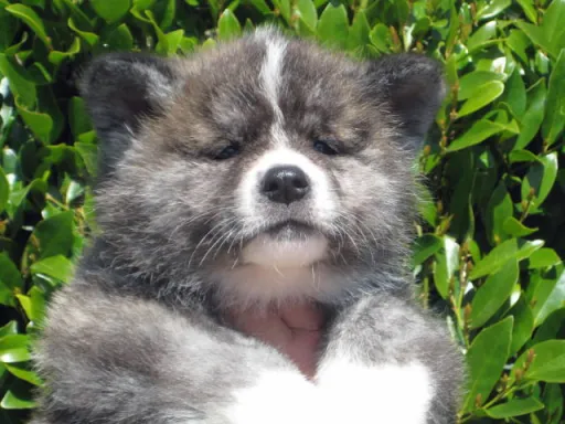 秋田犬のサムネイル画像2