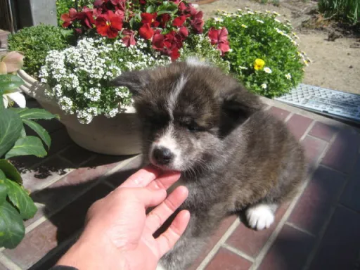 秋田犬のサムネイル画像3