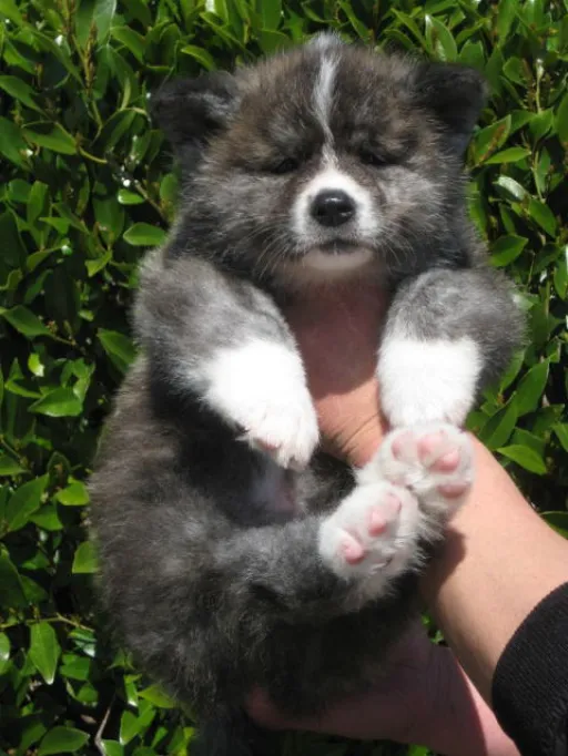 秋田犬のサムネイル画像5