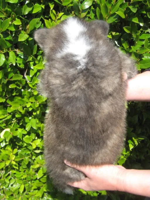 秋田犬のサムネイル画像6