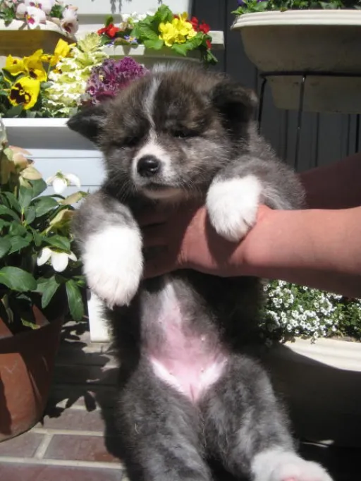 秋田犬のサムネイル画像7