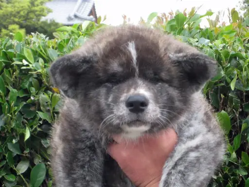 秋田犬の子犬販売