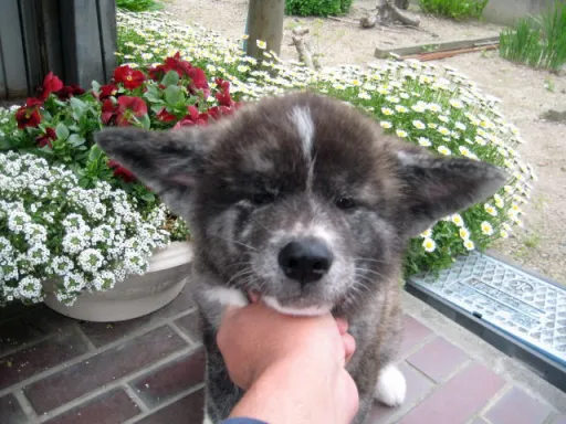 秋田犬のサムネイル画像2